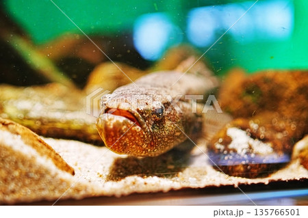 オコゼ オコゼ 135766501