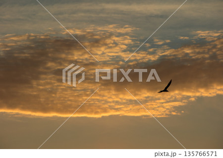 Soft golden sunset clouds over Vlora, Albania on August 2025, with a lone bird gliding across the sky in a peaceful minimalistic scene. 135766571