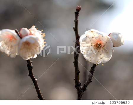 寒い1月に美しく咲いた白い梅 寒い1月に美しく咲いた白い梅 135766629