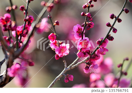 いつか見た梅林公園 135766791