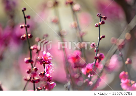 いつか見た梅林公園 135766792