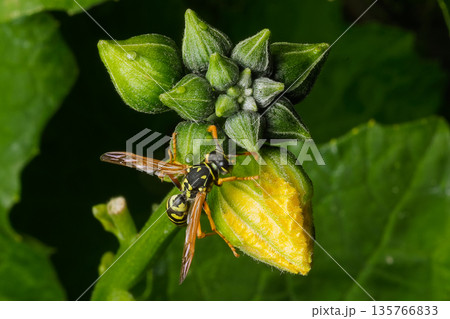Wasp on Luffa Flower Bud with Droplets Wasp on Luffa Flower Bud with Droplets 135766833