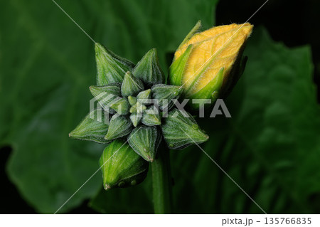 Luffa Plant Buds and Yellow Blossom Luffa Plant Buds and Yellow Blossom 135766835