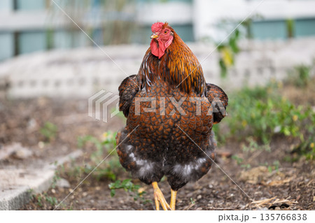 Rooster in Urban Garden Setting 135766838