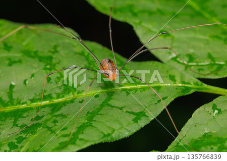 Harvestman Spider on a Wet Green Leaf 135766839