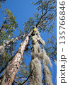 Tall Pine Tree with Spanish Moss Against Blue Sky 135766846