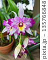 Elegant Pink and White Cattleya Orchid 135766848