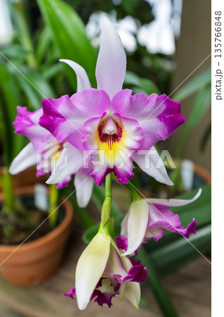 Elegant Pink and White Cattleya Orchid Elegant Pink and White Cattleya Orchid 135766848