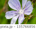 Purple Chicory Flower Macro with Water Droplets 135766856