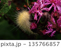 Fuzzy Yellow Caterpillar on Pink Wildflowers 135766857