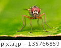 Extreme Macro of a Fly with Red Eyes 135766859