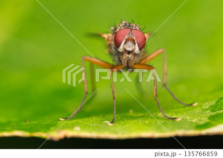Extreme Macro of a Fly with Red Eyes 135766859