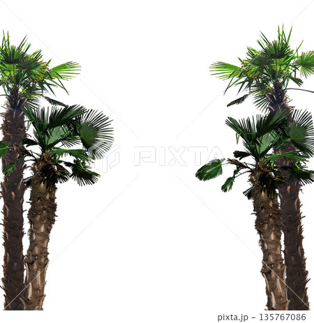 tropical tree, palms isolated on white background, place for text tropical tree, palms isolated on white background, place for text 135767086