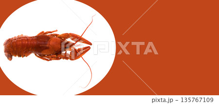 Cancer, seafood, on a white background in isolation, place under the text on a red background, view from the top 135767109