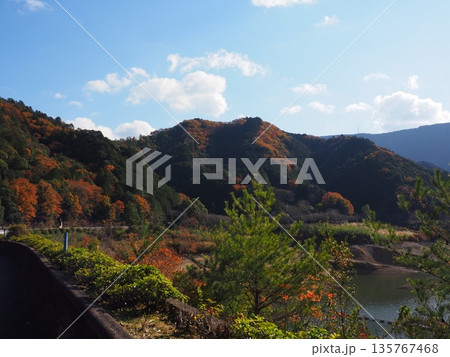 河内長野市　滝畑ダムの紅葉 135767468