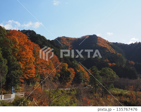 河内長野市 滝畑ダムの紅葉 河内長野市 滝畑ダムの紅葉 135767476