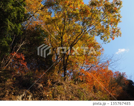 河内長野市　滝畑ダムの紅葉 135767485