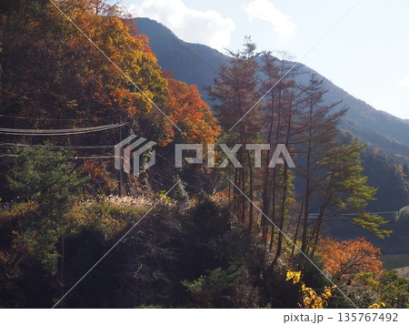 河内長野市　滝畑ダムの紅葉 135767492