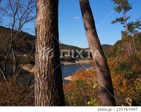 河内長野市 滝畑ダムの紅葉 河内長野市 滝畑ダムの紅葉 135767497