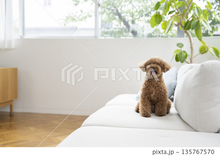 ソファに座るトイプードル（5歳の男の子） 135767570