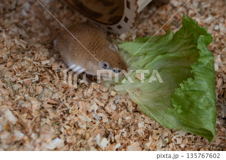 golden gerbil is eating in cage, cute rodent. Suitable for zoo and ecology themes. golden gerbil is eating in cage, cute rodent. Suitable for zoo and ecology themes. 135767602