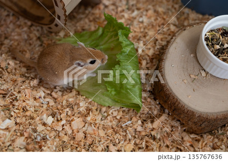 golden gerbil is eating in cage, cute rodent. Suitable for zoo and ecology themes. golden gerbil is eating in cage, cute rodent. Suitable for zoo and ecology themes. 135767636