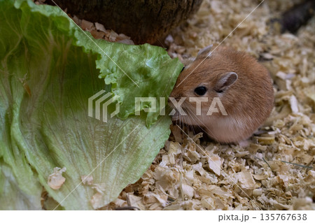 golden gerbil is eating in cage, cute rodent. Suitable for zoo and ecology themes. golden gerbil is eating in cage, cute rodent. Suitable for zoo and ecology themes. 135767638