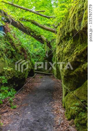 苔の回廊 135767779