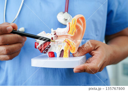 Asian doctor holding human ear model to learn and treat hearing loss in patient. 135767800