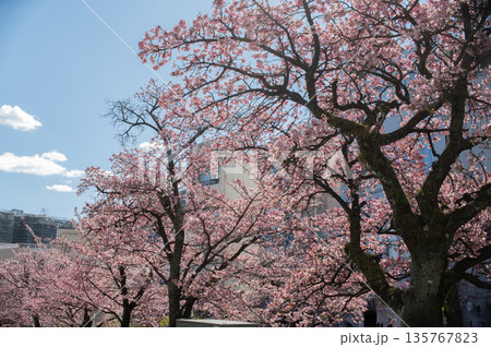 日本で一番階下の早いと言われる熱海の桜 日本で一番階下の早いと言われる熱海の桜 135767823