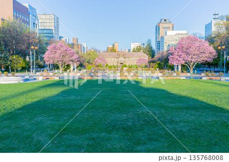 赤いモクレン 135768008