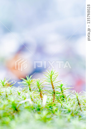 杉苔 杉苔 135768028