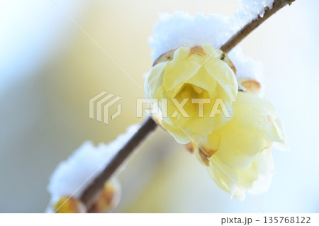 雪とソシンローバイの花 135768122