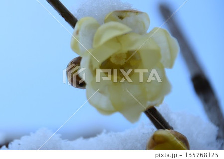 雪とソシンローバイの花 135768125