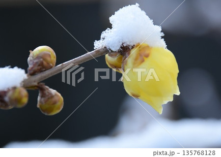 雪とソシンローバイの花 雪とソシンローバイの花 135768128