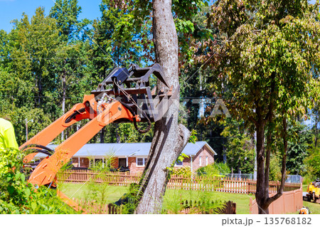 Machine is cuts down tree from ground in yard, with house trees in background 135768182