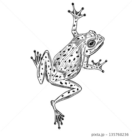 Frog black and white linear vector illustration. Hand drawn graphic design sketch for print, tattoo, poster, halloween illustration 135768236