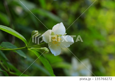 白いバイカウツギの花 135768272