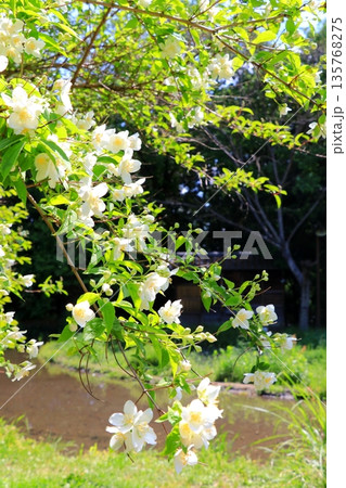 白いバイカウツギの花 135768275