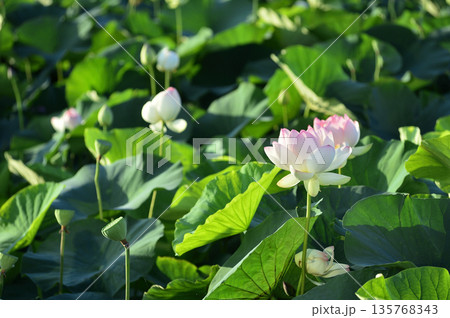 田園でみたハスの花 田園でみたハスの花 135768343
