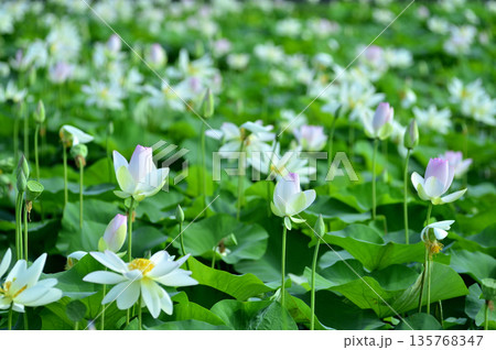 田園でみたハスの花 135768347