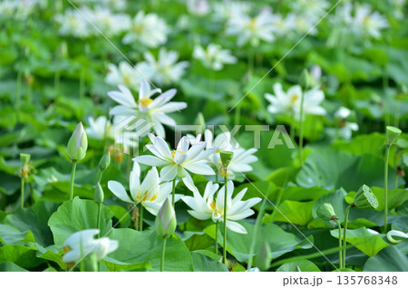 田園でみたハスの花 田園でみたハスの花 135768348