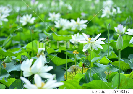 田園でみたハスの花 田園でみたハスの花 135768357