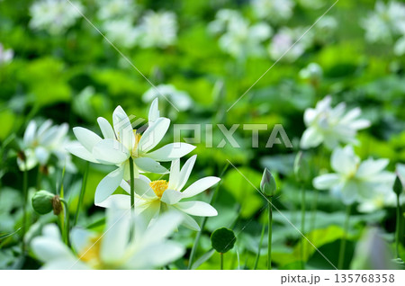 田園でみたハスの花 田園でみたハスの花 135768358