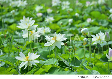 田園でみたハスの花 135768362