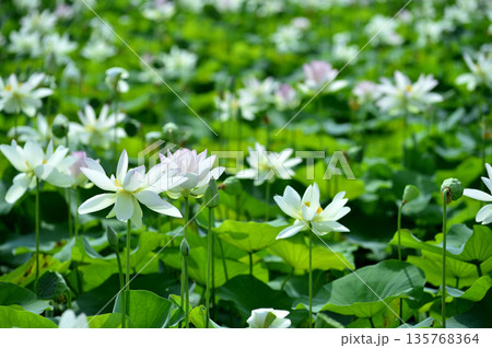 田園でみたハスの花 135768364