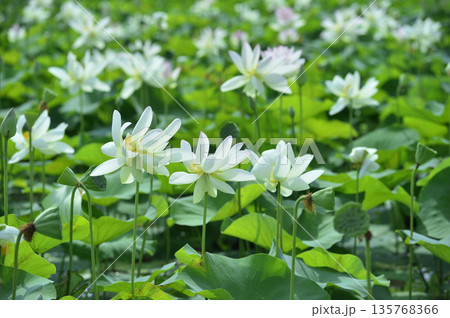 田園でみたハスの花 135768366