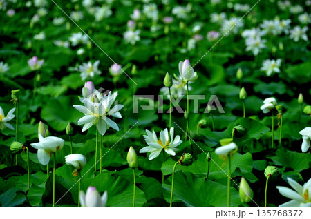 田園でみたハスの花 田園でみたハスの花 135768372