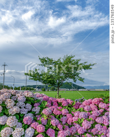 宮荘川沿いのあじさい 宮荘川沿いのあじさい 135768549