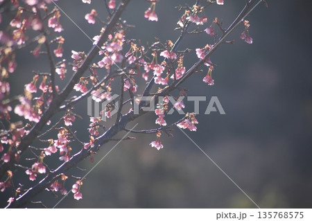春の訪れを告げる土肥桜 135768575